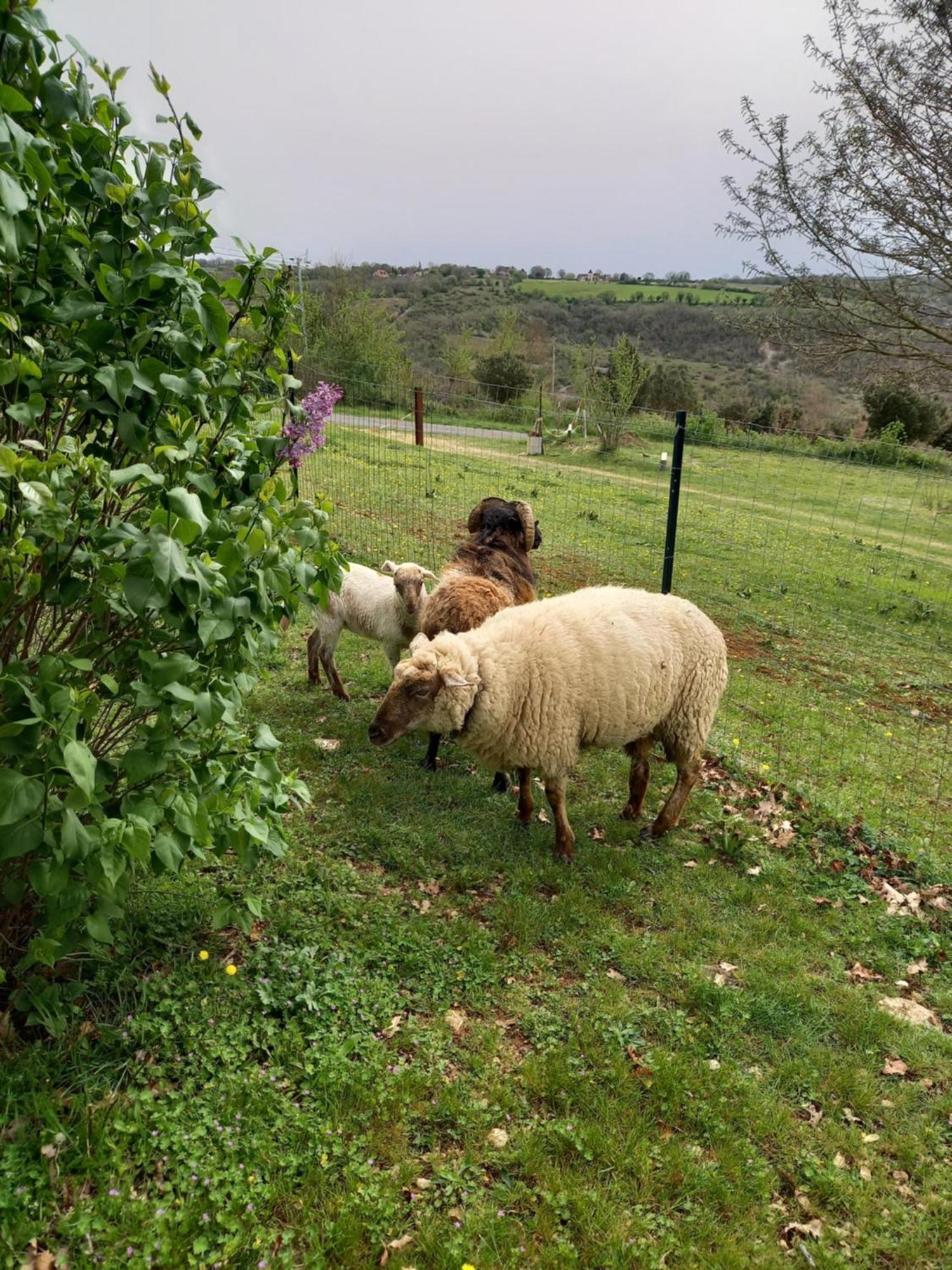 Gites Des Deux Vallees La Borieta Du Causse - רוקמאדור מראה חיצוני תמונה